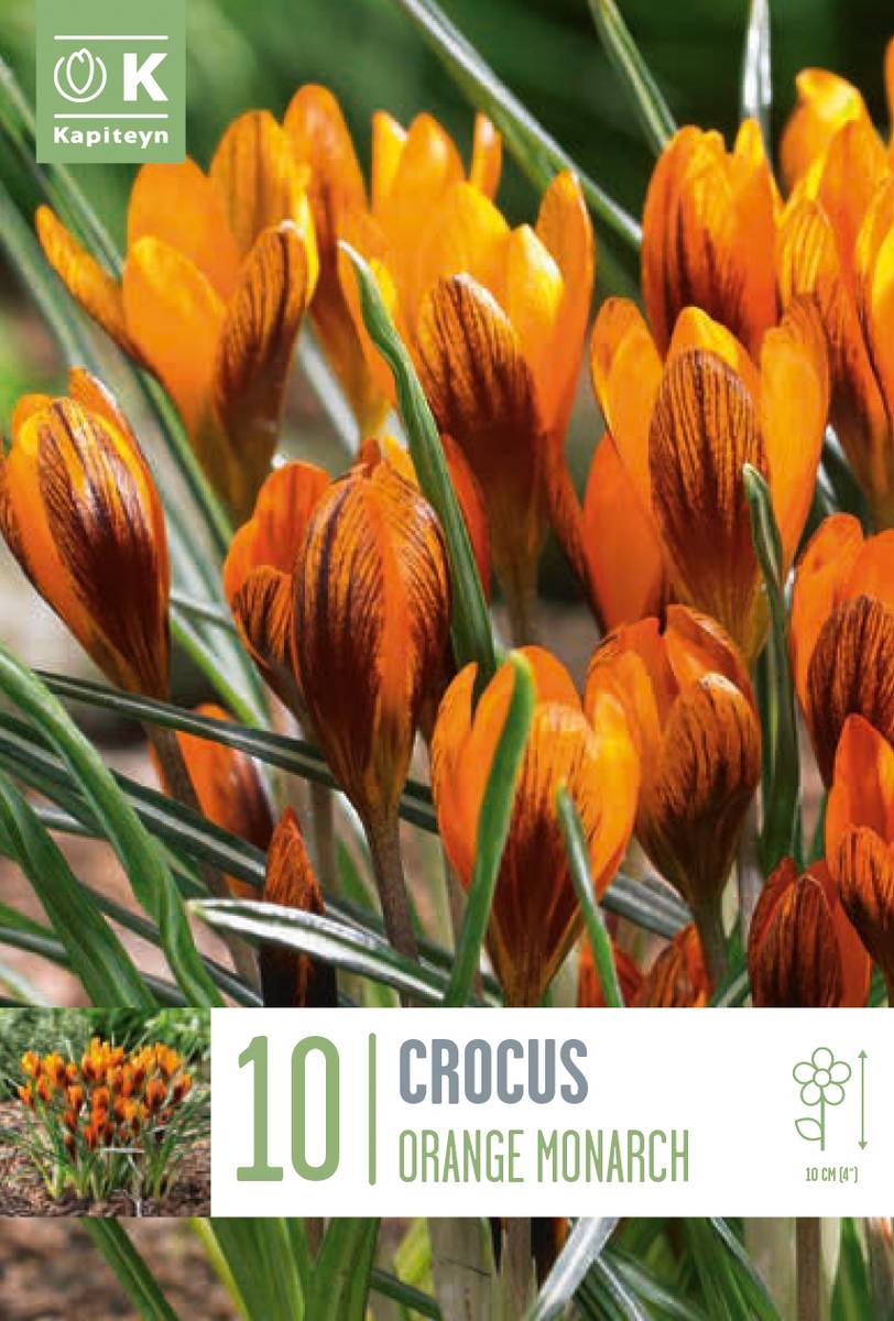 Krokus 'Orange Monarch' - Crocus - 10 stk