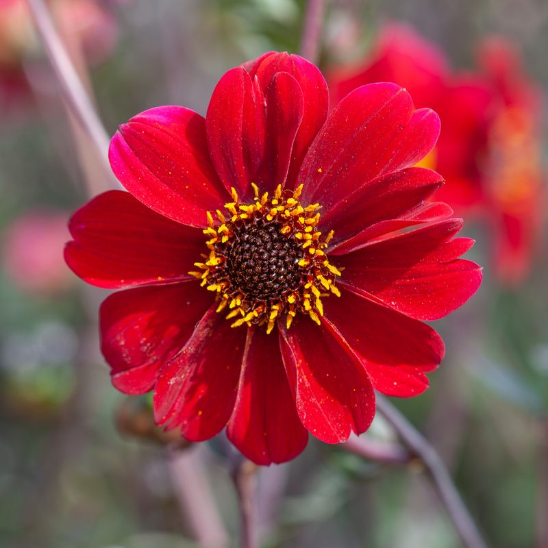 Georgine 'Bishop of Auckland - Dahlia x cultorum, 1 stk