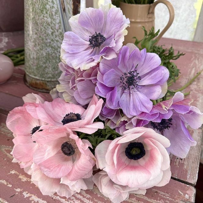 Hovedbilde Kronsymre 'Mistral® Plus Rarity' - Anemone coronaria, 7 stk