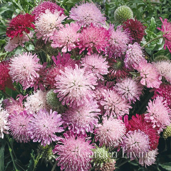 Hovedbilde Makedoniarødknapp 'Melton Pastels’ - Knautia ...
