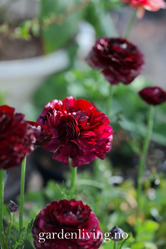 Ranunkler 'Amandine Chocolate' - Ranunculus, 10 stk.