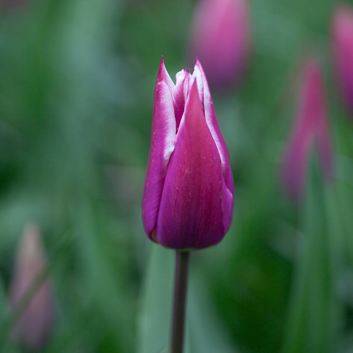 Tulipan 'Claudia', Liljeblomstrende - 7 stk