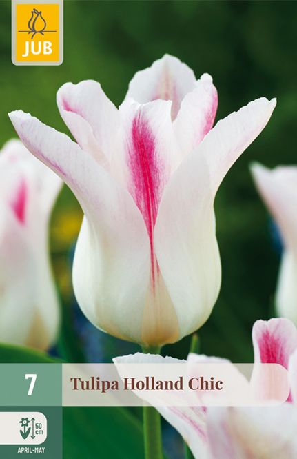 Hovedbilde Tulipan 'Holland Chic', Liljeblomstrende - 7 stk