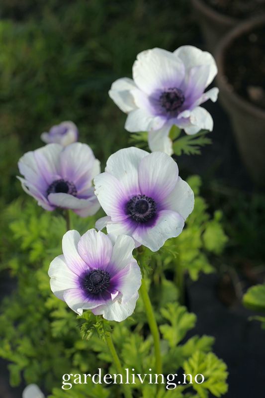 Kronsymre 'Mistral Plus Bicolour Viola' - Anemone coronaria, 10 