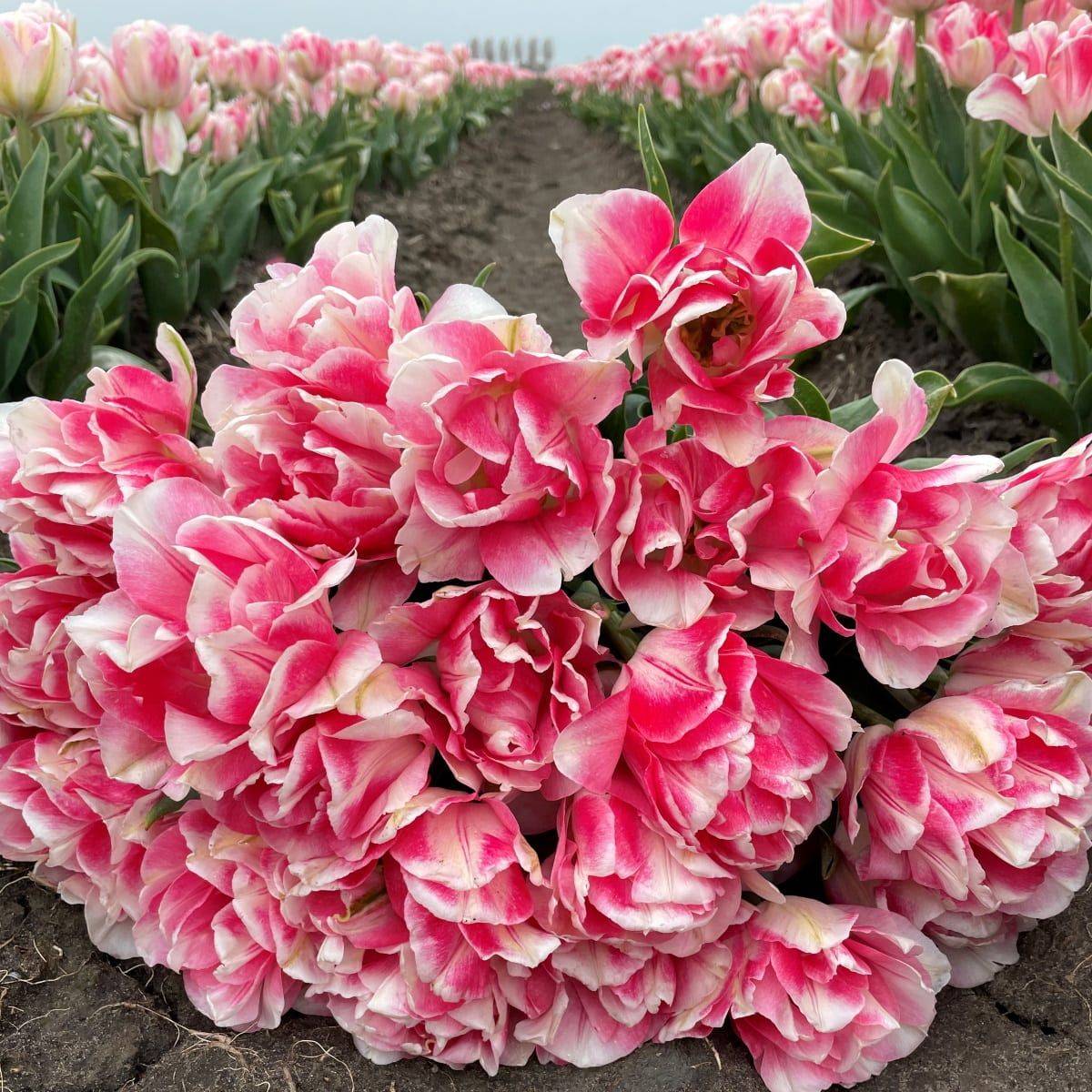 Tulipan 'Angelique', sen dobbel - 10 stk