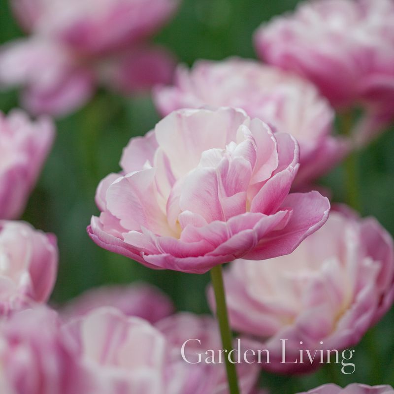 Tulipan 'Vogue', Sen dobbel - 10 stk