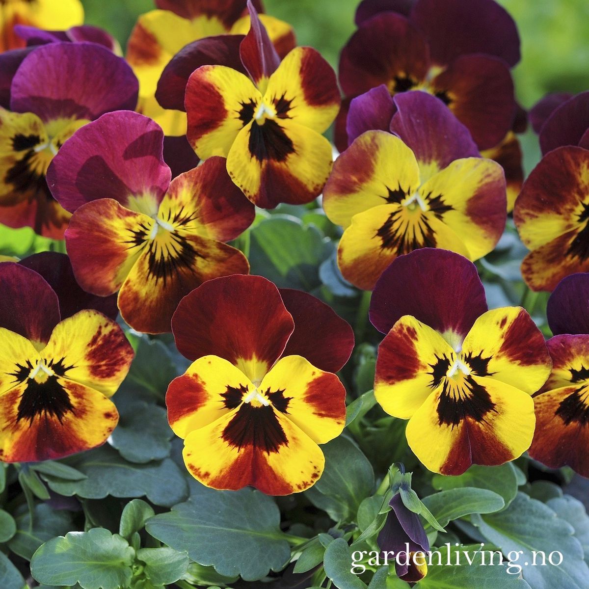 Stemorsblomst 'Sorbet Fire', småbl.  - Viola x williamsii