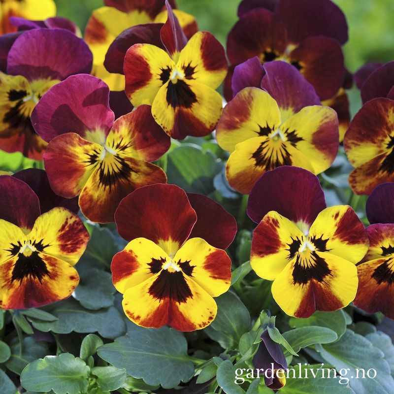 Stemorsblomst 'Sorbet Fire', småbl.  - Viola x williamsii