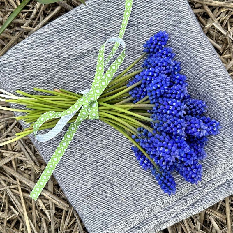 Perleblomst 'Blue Magic' - 10 stk