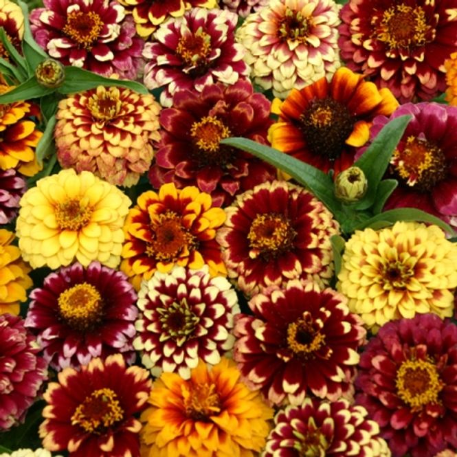 Hovedbilde Sinnia 'Aztec Sunset Mixed' - Zinnia elegans