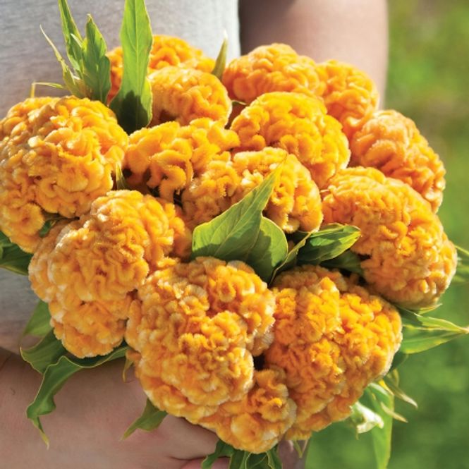 Hovedbilde Hanekam 'Chief Gold' - Celosia argentea cristata