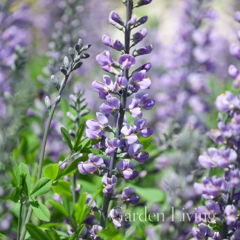 Fargeskolm 'Blue Towers' ® - Baptisia