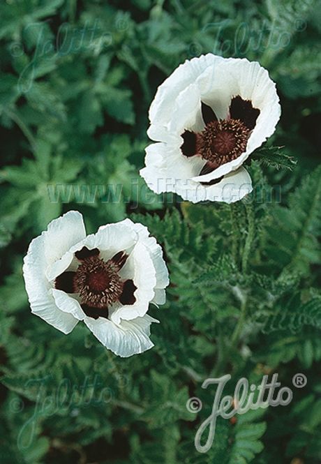 Hovedbilde Orientvalmue Royal Wedding' - Papaver orientale