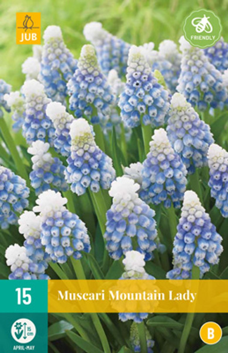 Perleblomst 'Mountain Lady' - Muscari - 15 stk