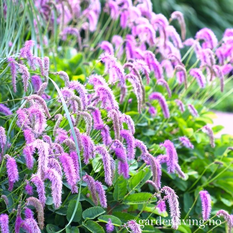 Nikkeblodtopp 'Lilac Squirrel' - Sanguisorba hakusanensis