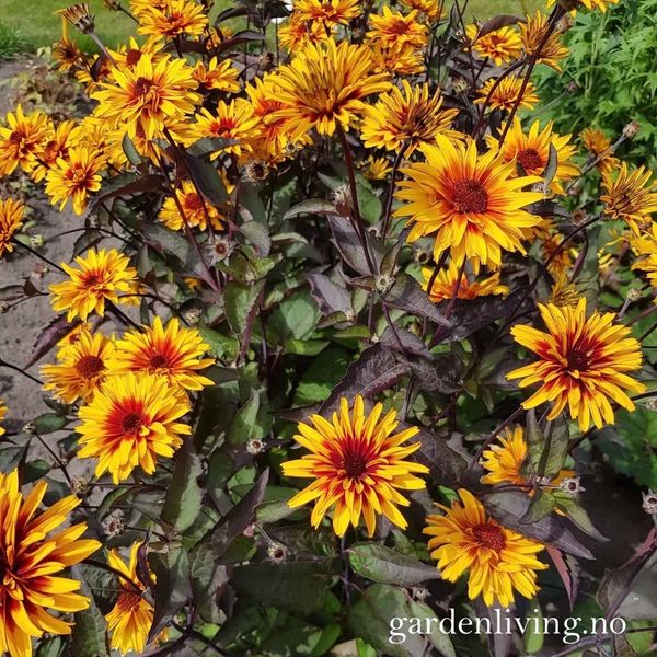 Hovedbilde Soløye 'Yellow Spider' - Heliopsis helianthoides