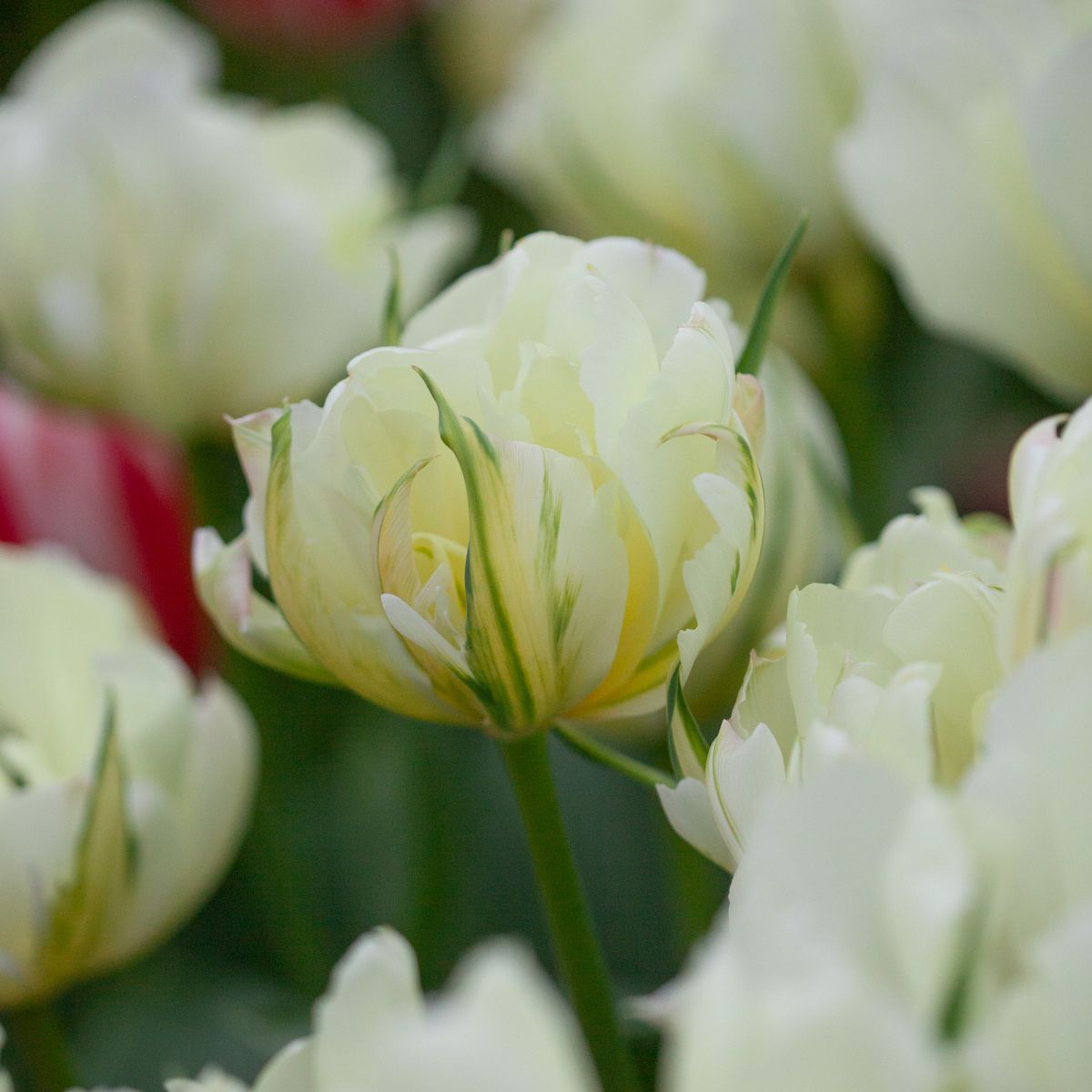 Tulipan 'White Valley’, Fosterianahybrid - 7 stk