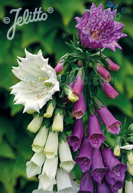 Hovedbilde Revebjelle 'Monstrosa Mix' - Digitalis purpurea