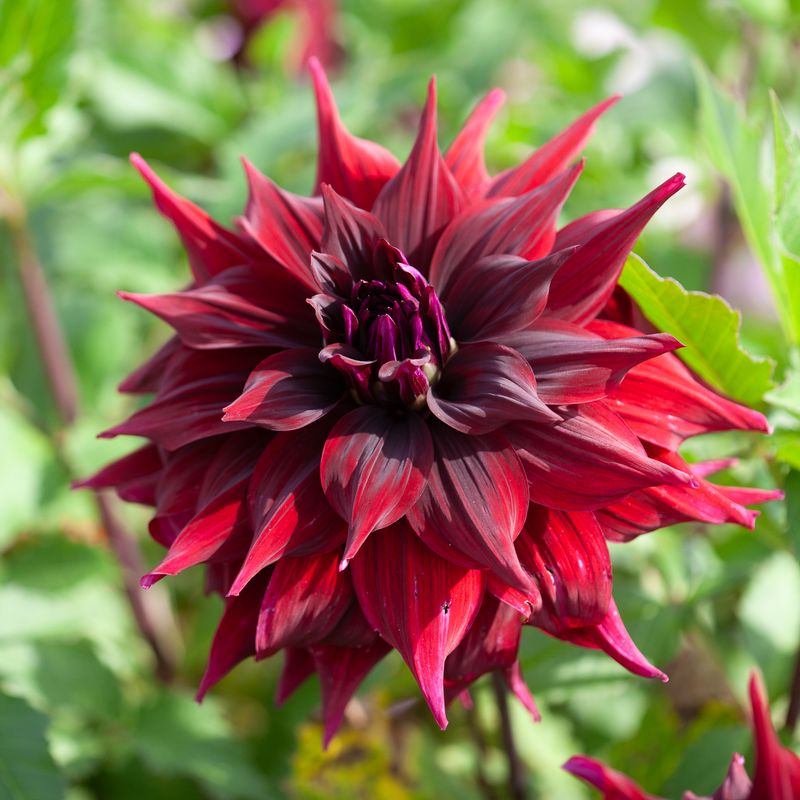 Georgine 'Brigitta Alida' - Dahlia x cultorum, 1 stk.
