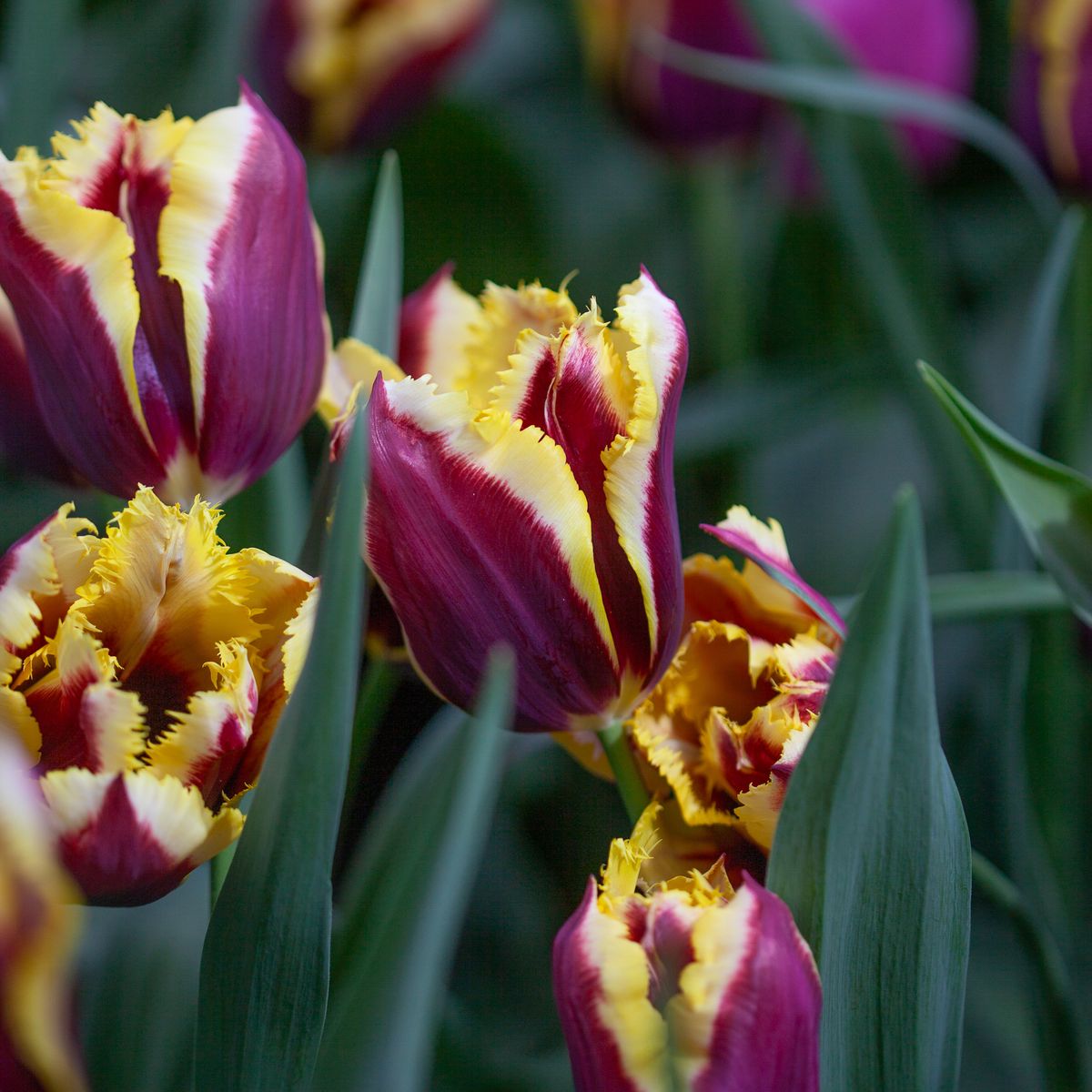 Tulipan 'Gavota Special', frynsetulipan - 10 stk
