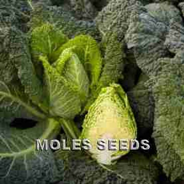 Hovedbilde Savoikål 'Stelvio' F1 - Brassica oleracea var. sabauda