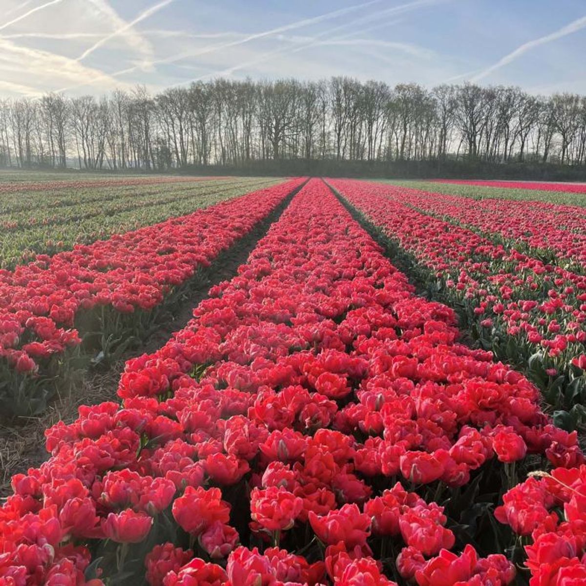 Tulipan 'Asian Beauty', tidlig dobbel - 10 stk