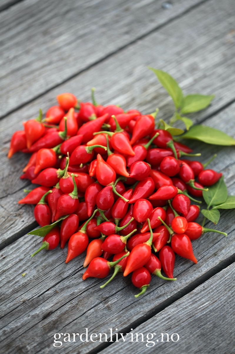 Chilipepper 'Biquinho Red' - Capsicum annuum