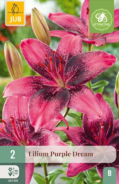 Hovedbilde Asiatisk lilje 'Purple Dream' - Lilium, 2 stk.