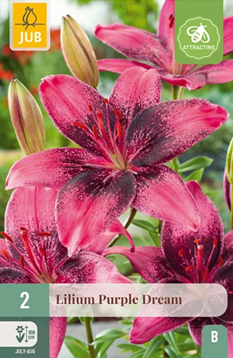 Asiatisk lilje 'Purple Dream' - Lilium, 2 stk.