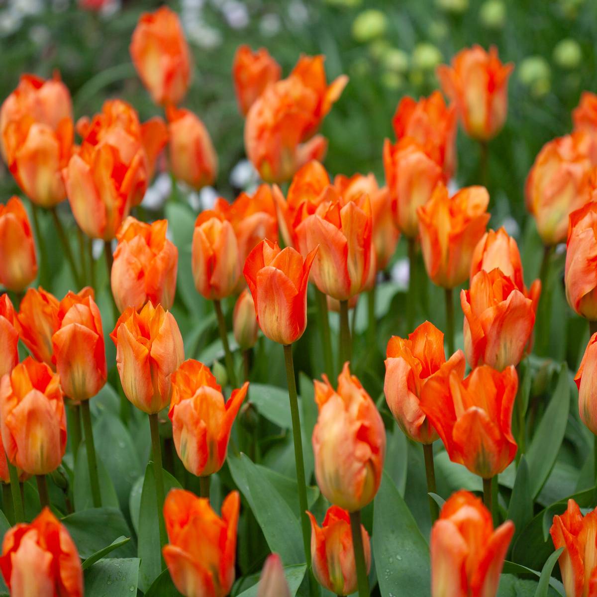 Tulipan 'Orange Emperor', fosterianahybrid - 10 stk