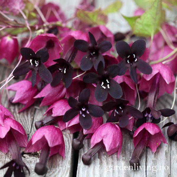 Hovedbilde Blodbeger - Rhodochiton atrosanguineus 