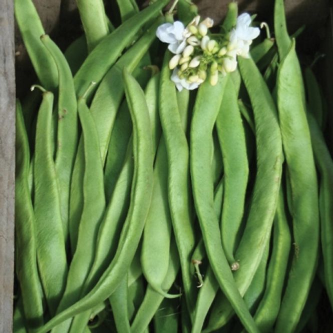 Hovedbilde Prydbønne 'White Lady’ - Phaseolus coccinea