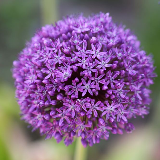 Hovedbilde Kjempeløk 'Ambassador' - Allium giganteum - 1 stk