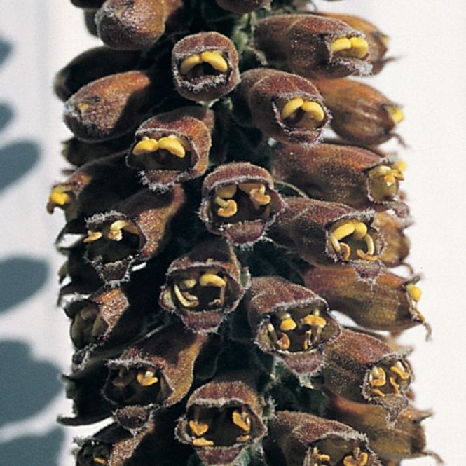 Hovedbilde Revebjelle - Digitalis parviflora