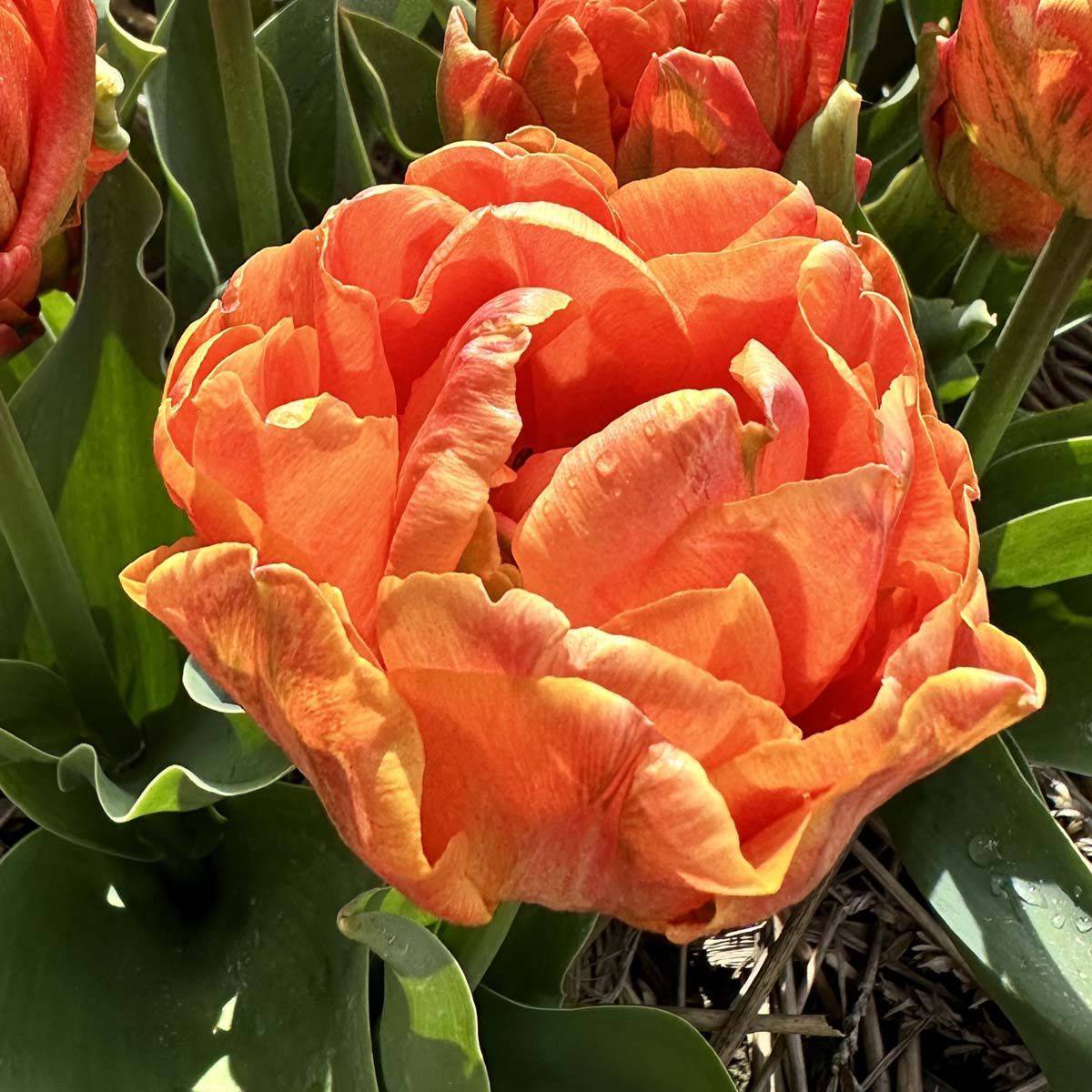 Tulipan 'Lorenzo’, tidlig dobbel - 10 stk