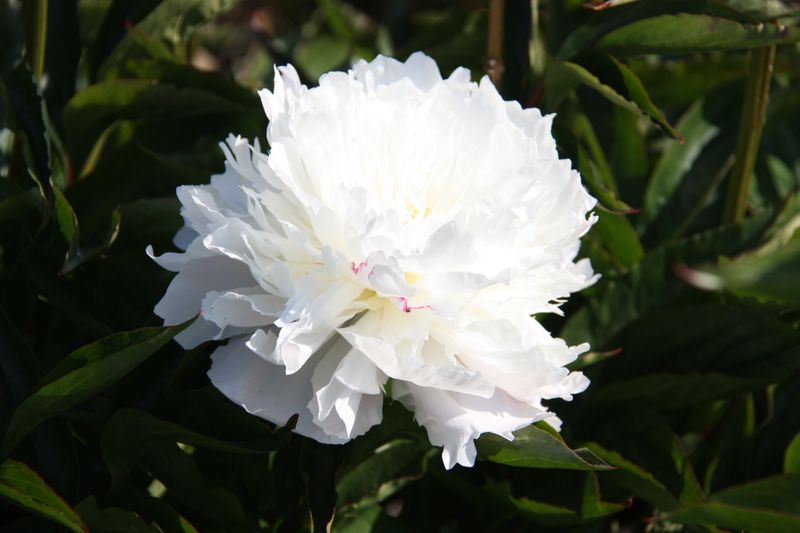 Silkepion 'Shirley Temple' - Paeonia lactiflora