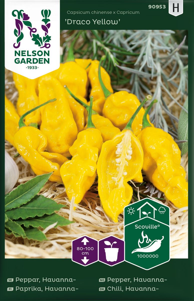 Chilipepper 'Draco Yellow' - Capsicum chinense x capricum