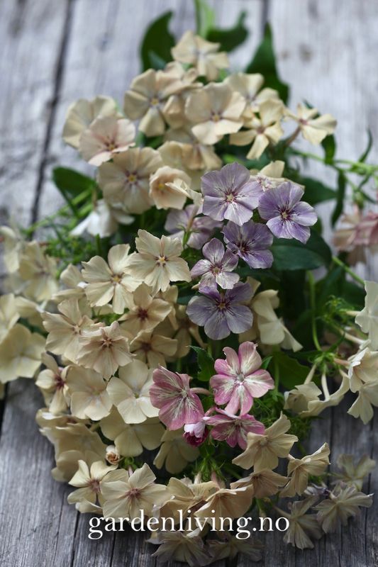 Sommerfloks 'Creme Brulee' - Phlox drummondii