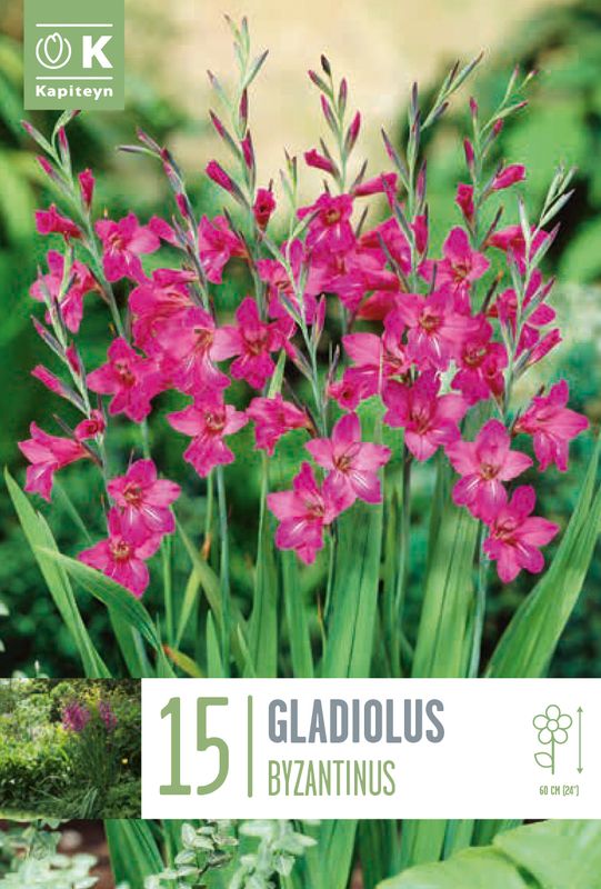Bysantgladiol - Gladiolus byzantinus - 15 stk