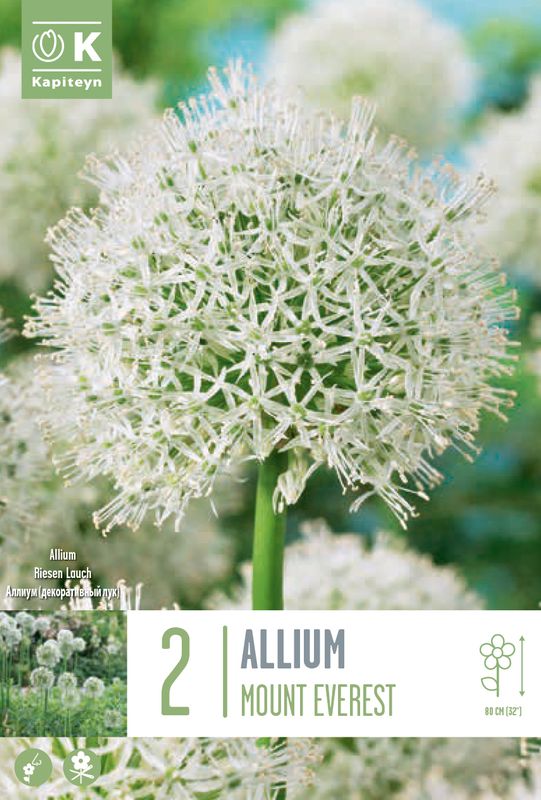 Kirgisløk ’Mount Everest’ - Allium aflatunense  - 2 stk