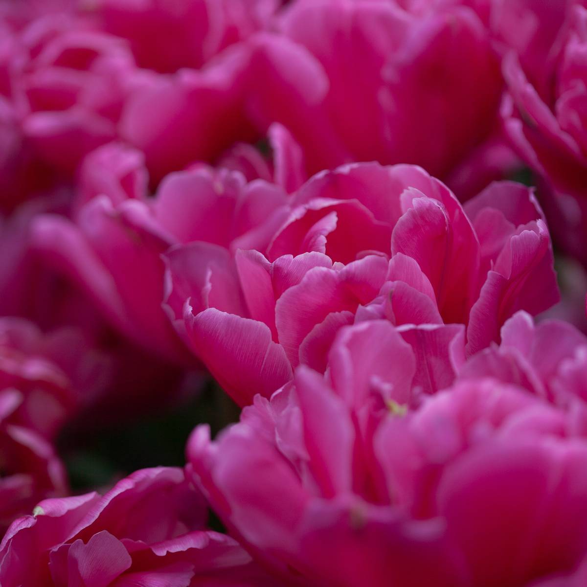 Tulipan 'Sunset Tropical', sen dobbel - 8 stk