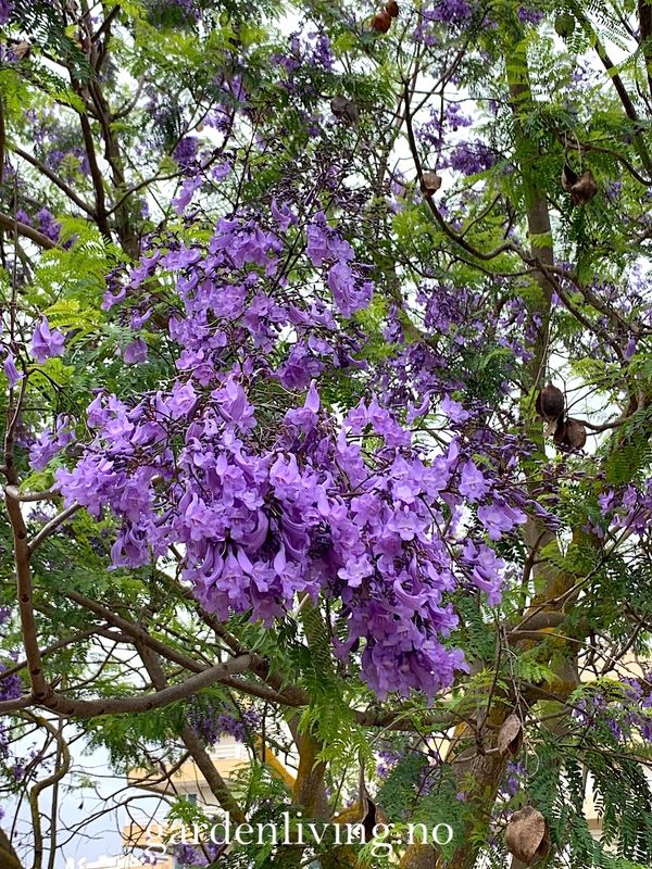 Jacaranda mimosifolia