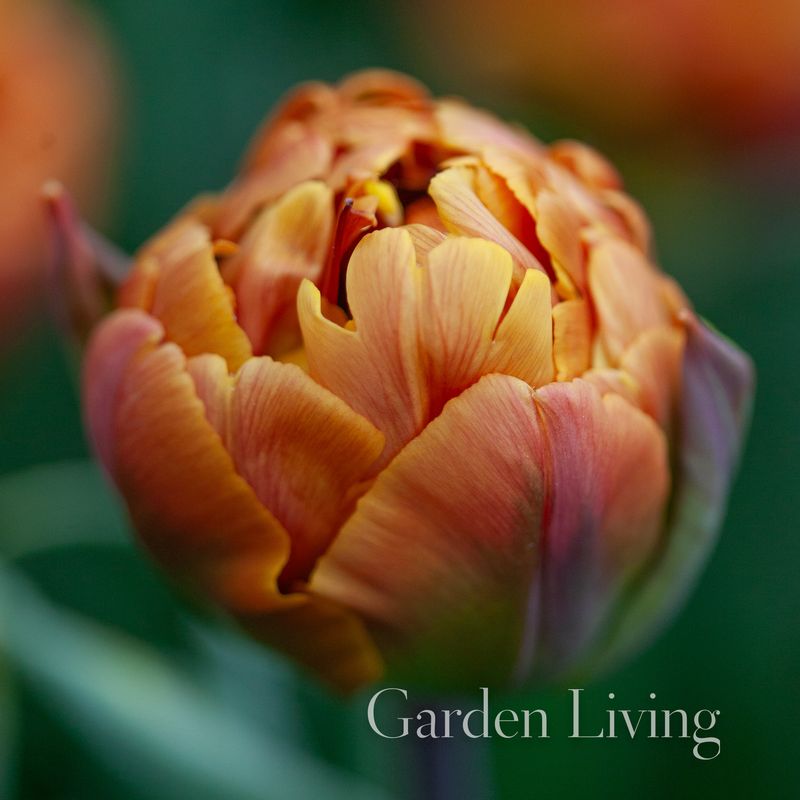 Tulipan 'Brasil', Tidlig dobbel - 8 stk