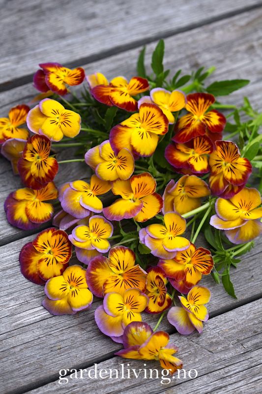 Stemorsblomst 'Ultima Radiance Mixed' - Viola x wittrockiana