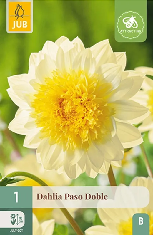 Georgine 'Paso Doble' - Dahlia x cultorum, 1 stk.