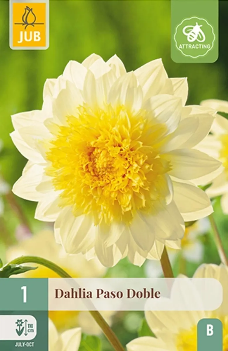 Georgine 'Paso Doble' - Dahlia x cultorum, 1 stk.