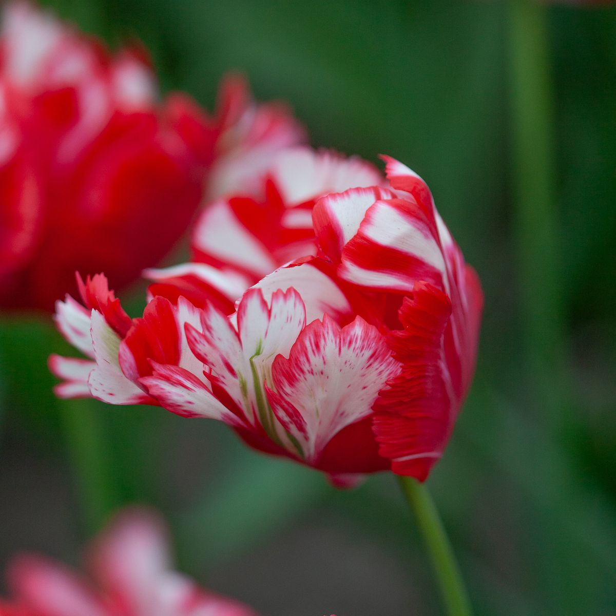 Tulipan 'Estella Rijnveld’, papegøyeblomstrende - 8 stk