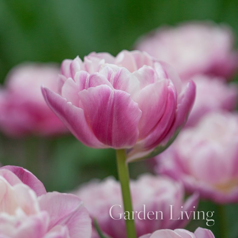 Tulipan 'Vogue', Sen dobbel - 10 stk