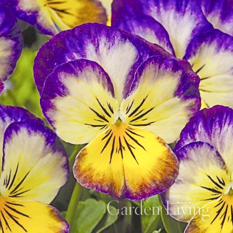 Stemorsblomst 'Penny™ Primrose Picotee' F1, småblomstret - Viola x williamsii