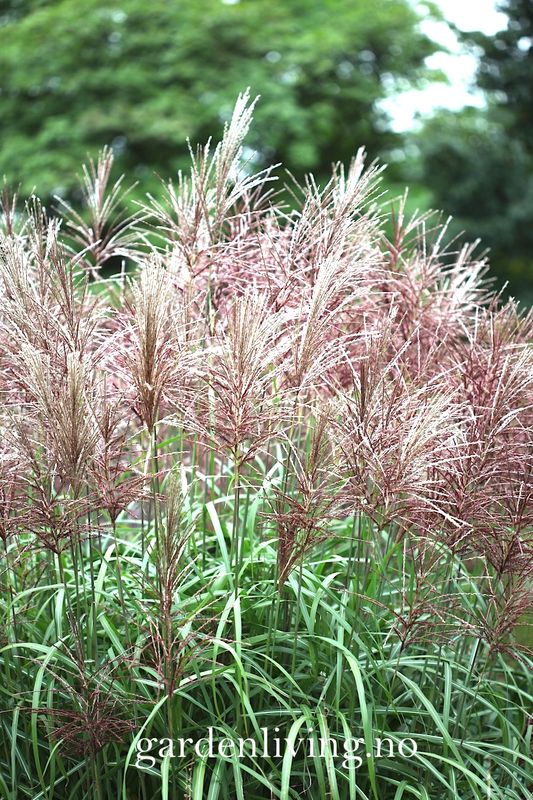 Silkekinagress 'Kleine Silberspinne' - Miscanthus sinensis 